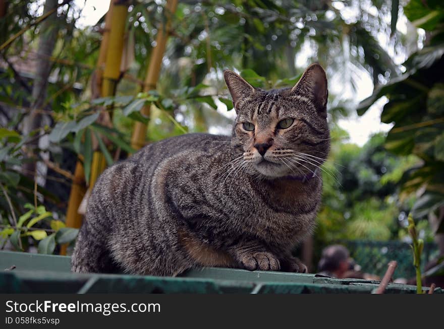 Striped Grey Tabby With Six Toes