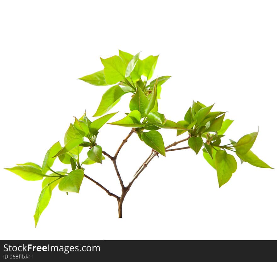 Young branch of lilac isolated on white. very shallow depth of field