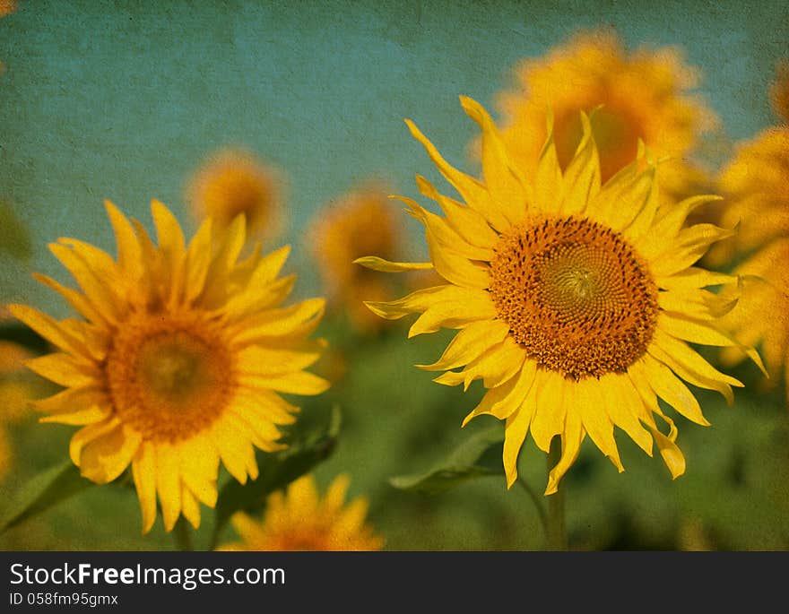 Old paper texture with Sunflowers .