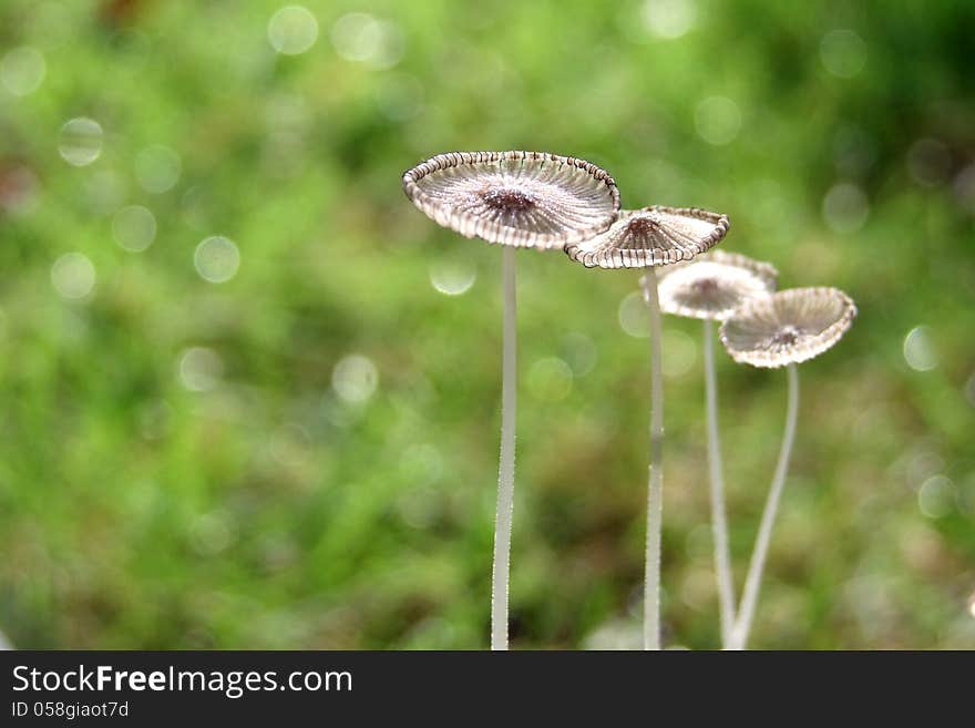 White mushrooms in the forest , a poisonous mushroom.