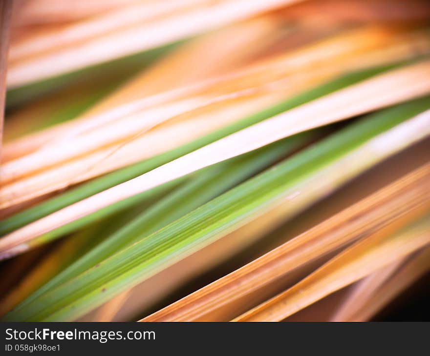 Natural abstract background made of stems and leaves of grass. Natural abstract background made of stems and leaves of grass