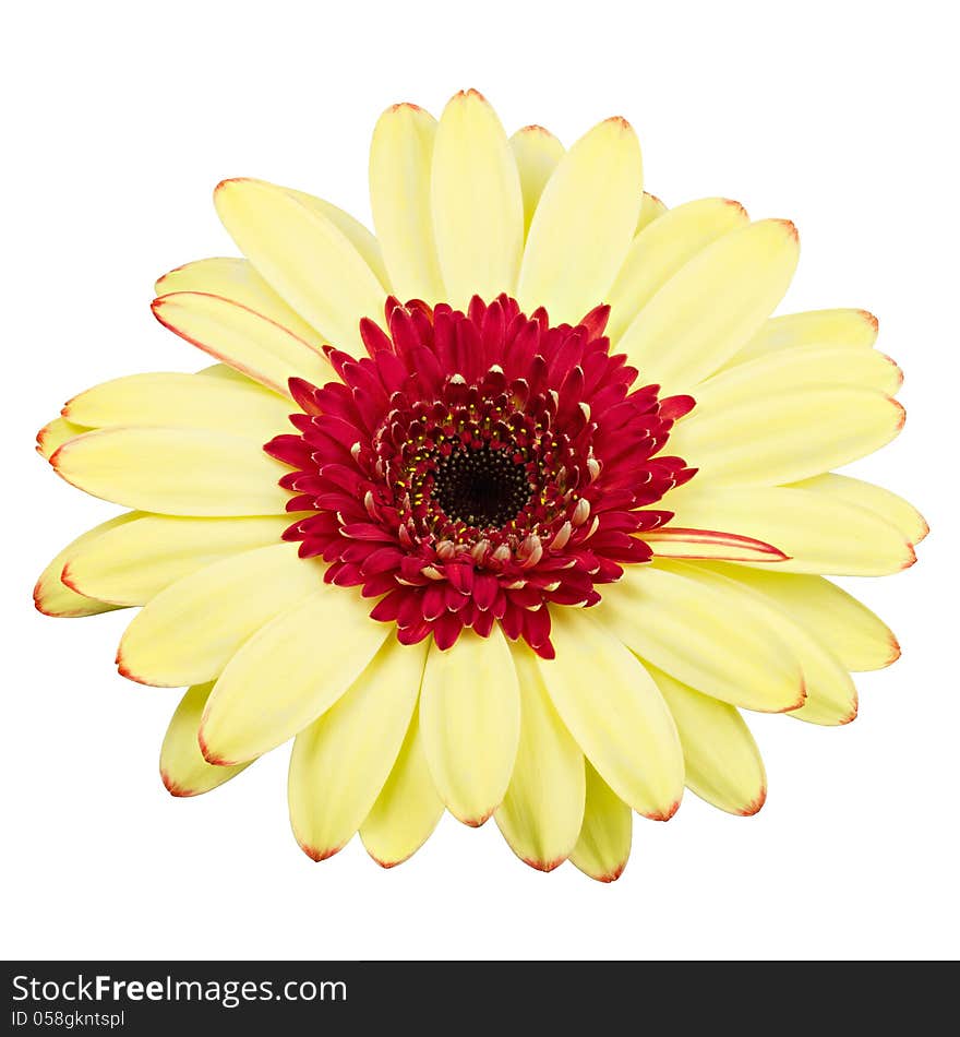 Yellow gerber flower isolated on white background