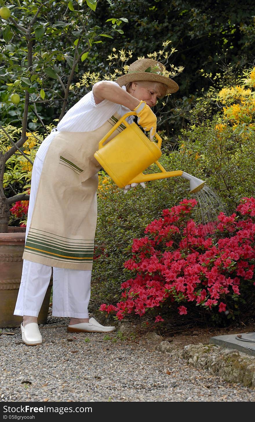 Mid adult woman gardening.Watering plants. Mid adult woman gardening.Watering plants.