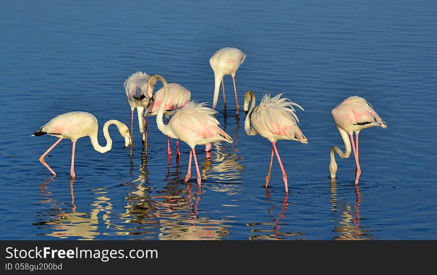 Lesser Flamingos feeding in the Milneton Lagoon early in the morning