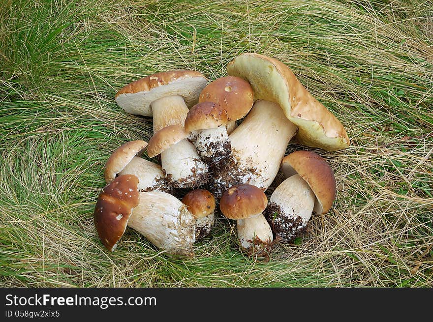 Ceps