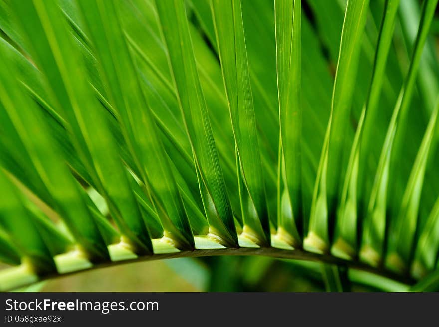 Close up of a green palm leaf