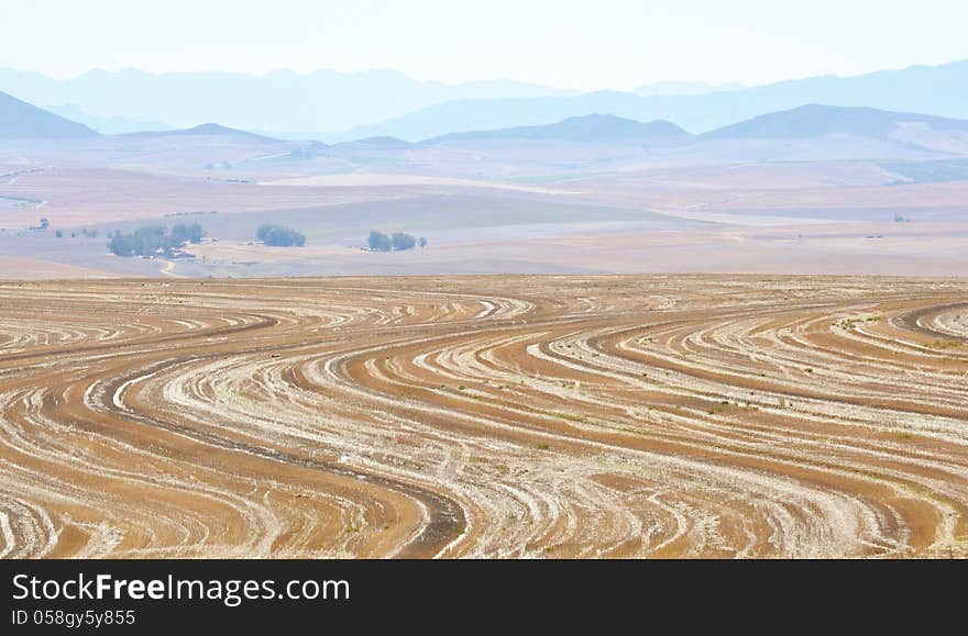 Painted Field