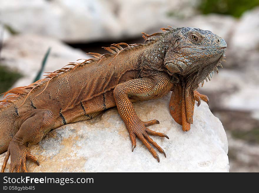 Iguana in Cancun, Mexico