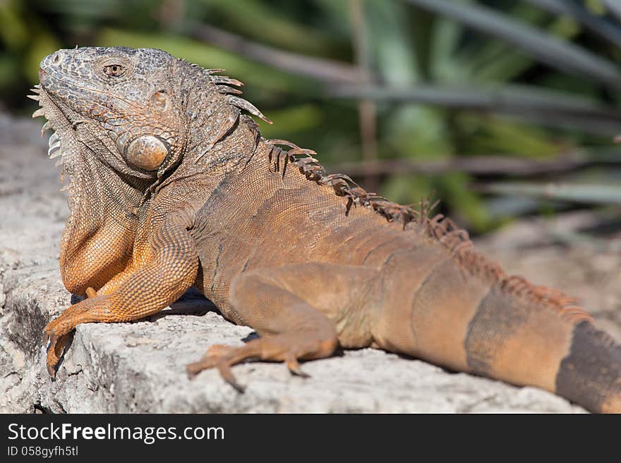 Iguana in Cancun, Mexico