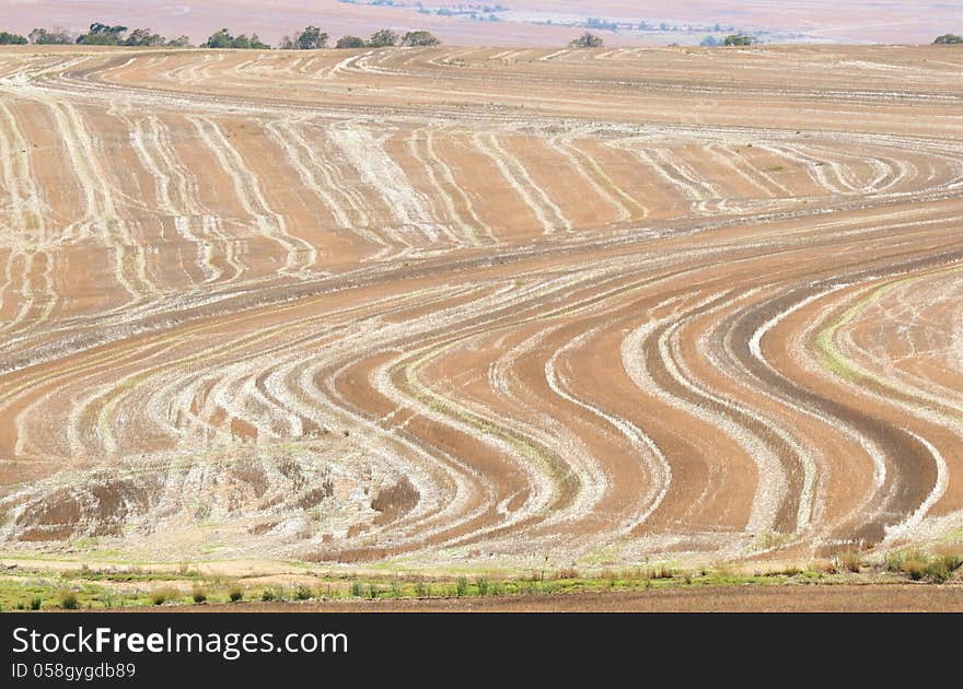 Painted Field