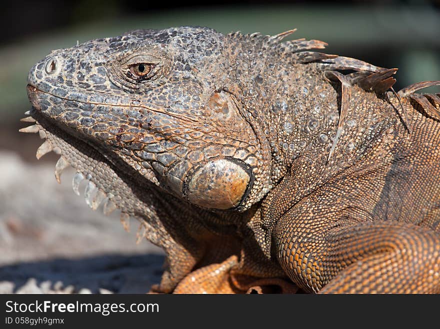 Iguana In Cancun, Mexico