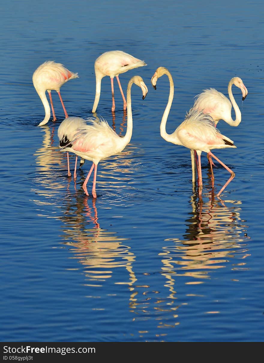 Lesser Flamingos feeding in the Milneton Lagoon early in the morning