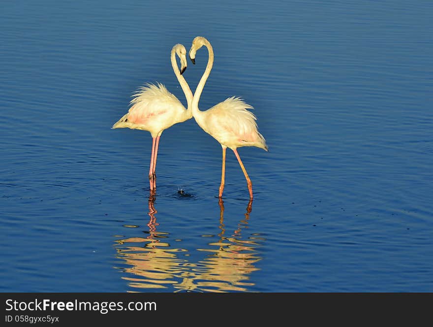 Lesser Flamingos feeding in the Milneton Lagoon early in the morning