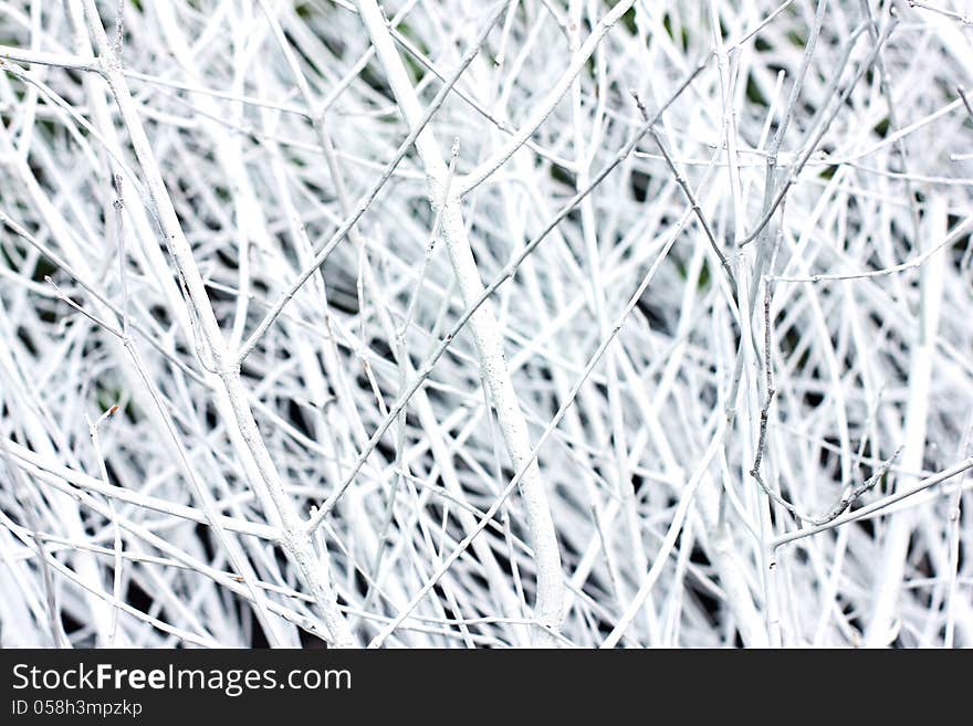 Background Made Of White Branches