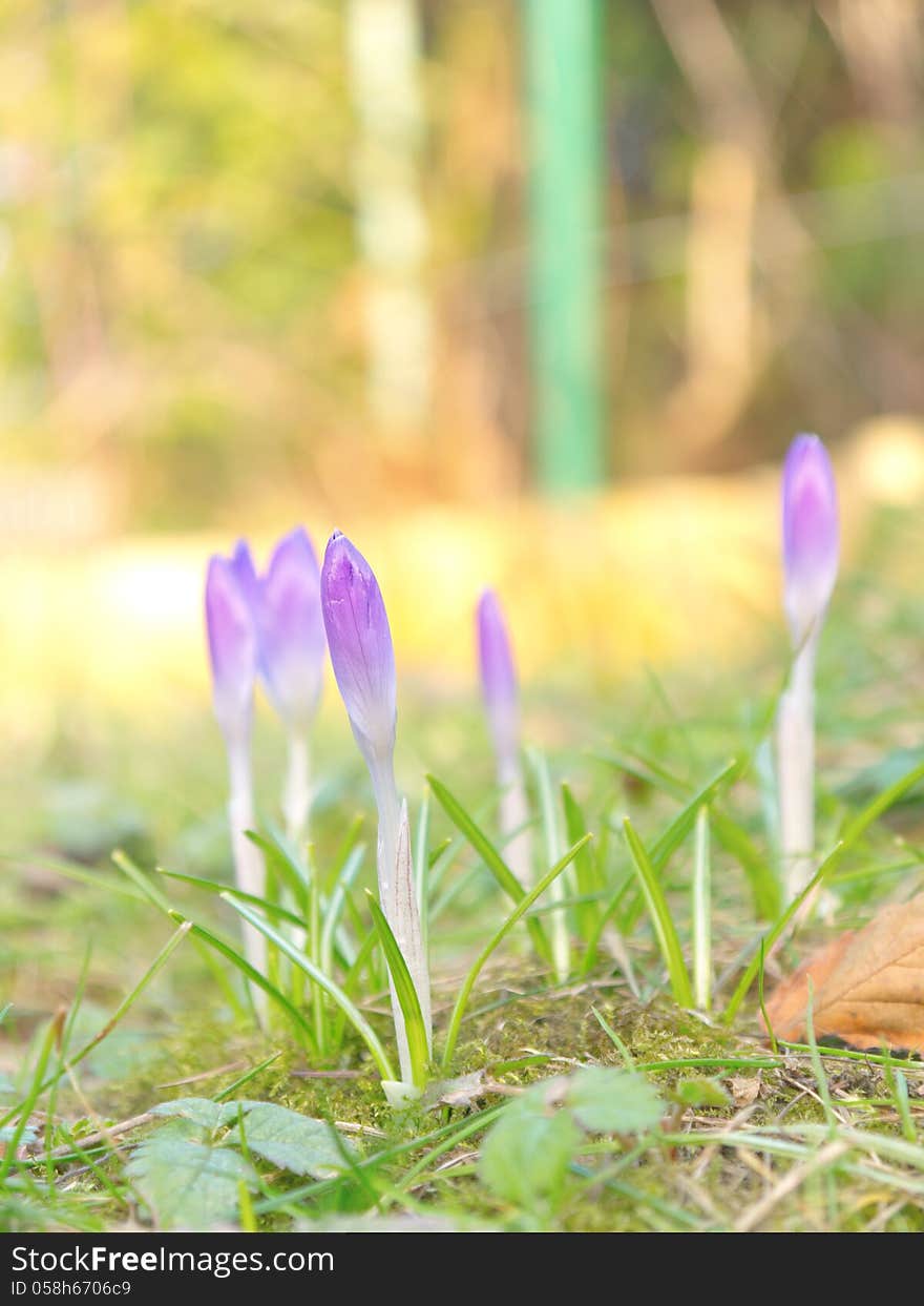 Crocus