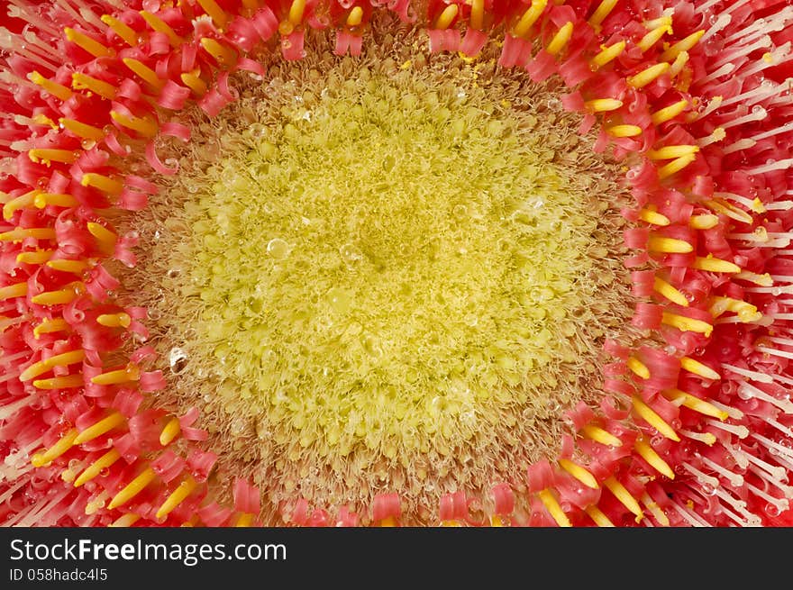 Macro image of the center portion of a Gerber Daisy. Macro image of the center portion of a Gerber Daisy