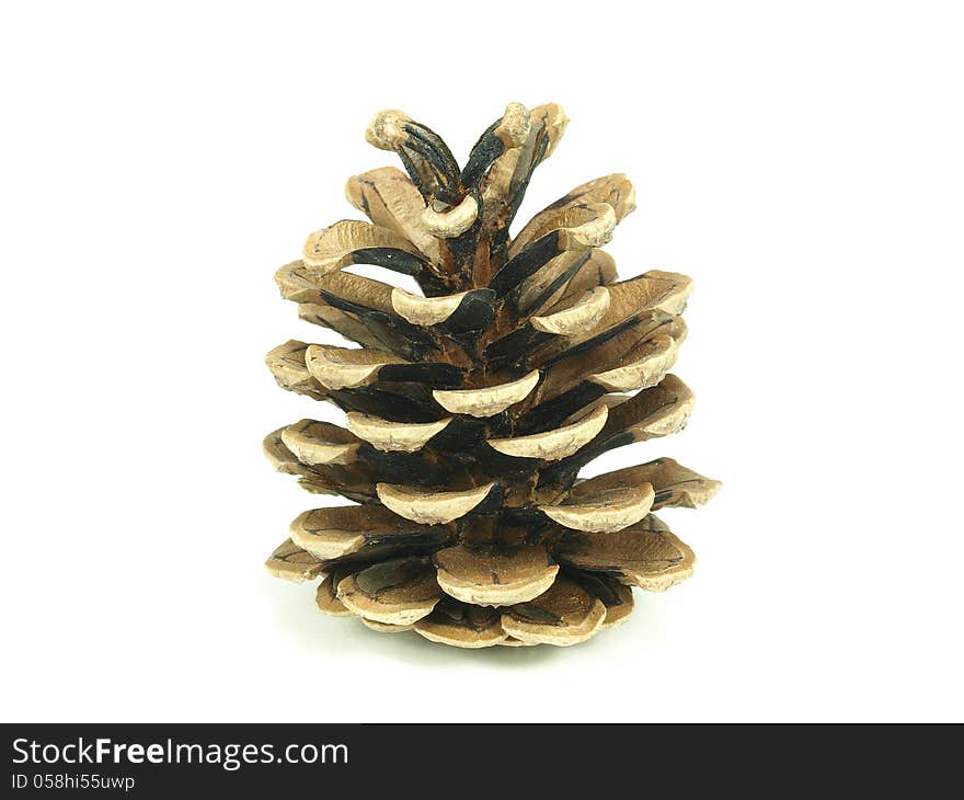 Pine tree cone