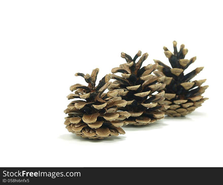 Pine tree cones