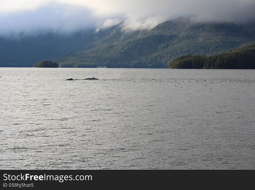 Humpback whales in Southeastern Alaska in the island of the Tongass National Forest. Humpback whales in Southeastern Alaska in the island of the Tongass National Forest.