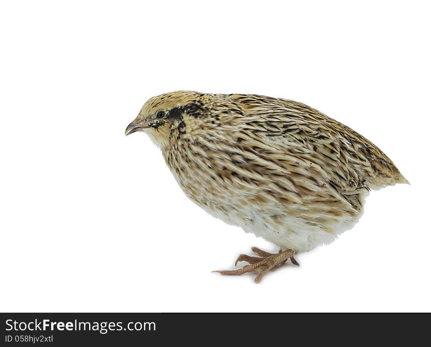 Yellow Strain Of Quail On White Background