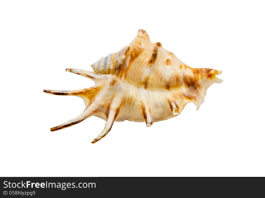 Cockleshell of the Black Sea - Rapana isolated on the white background. Cockleshell of the Black Sea - Rapana isolated on the white background