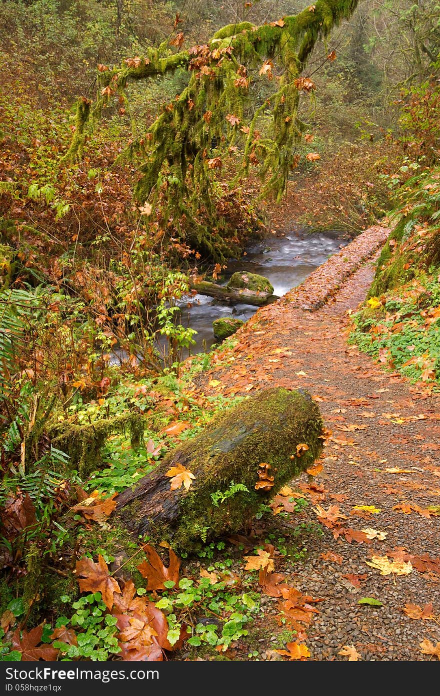 A path follows the creek through the moss filled forest. A path follows the creek through the moss filled forest