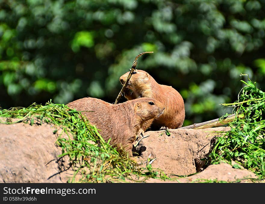 Two prairie dogs in a zoo