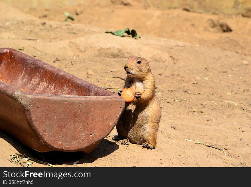 A young prairie dog while eating