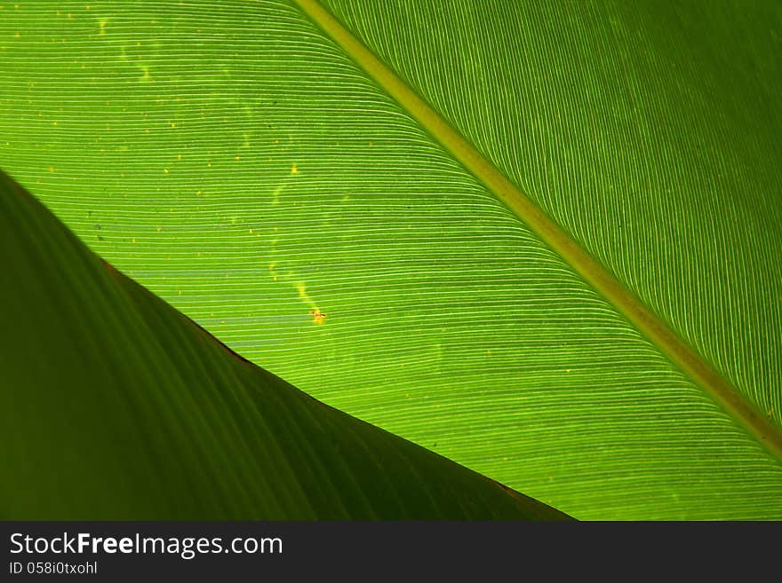 Closeup of palms green leaves. Closeup of palms green leaves