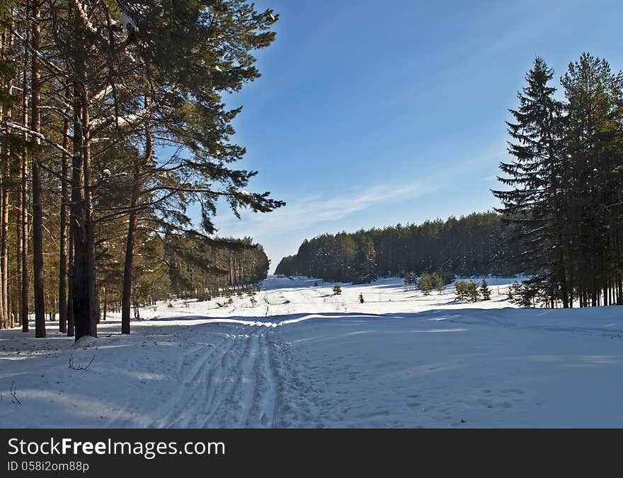 Ski Track In Winter Forest