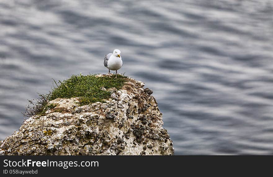 The European Herring Gull On The Etretat Cliffs