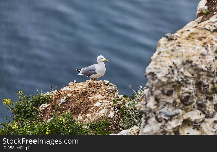 The European Herring Gull On The Etretat Cliffs