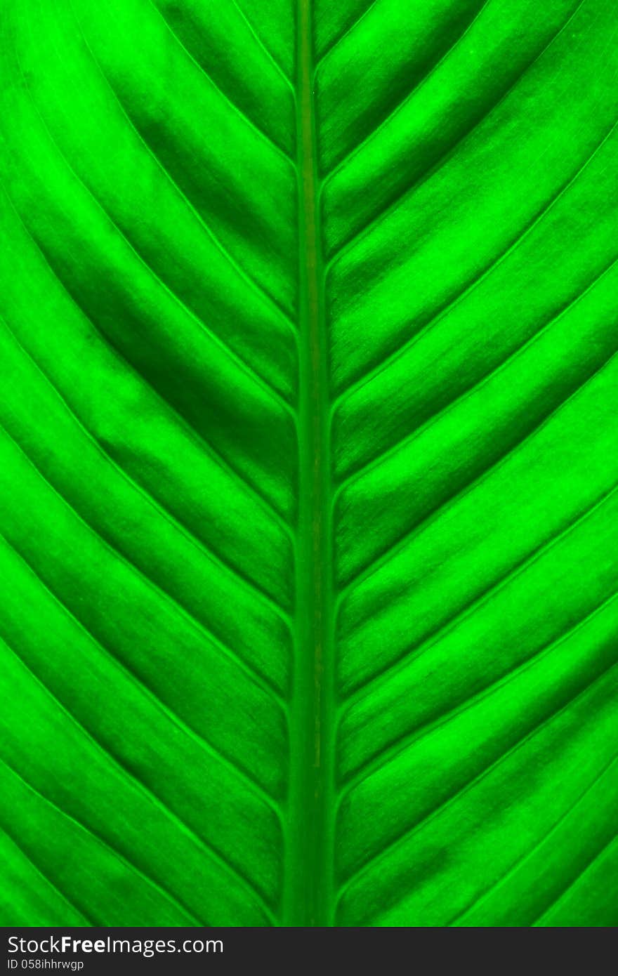 Close up view of fresh green leaf