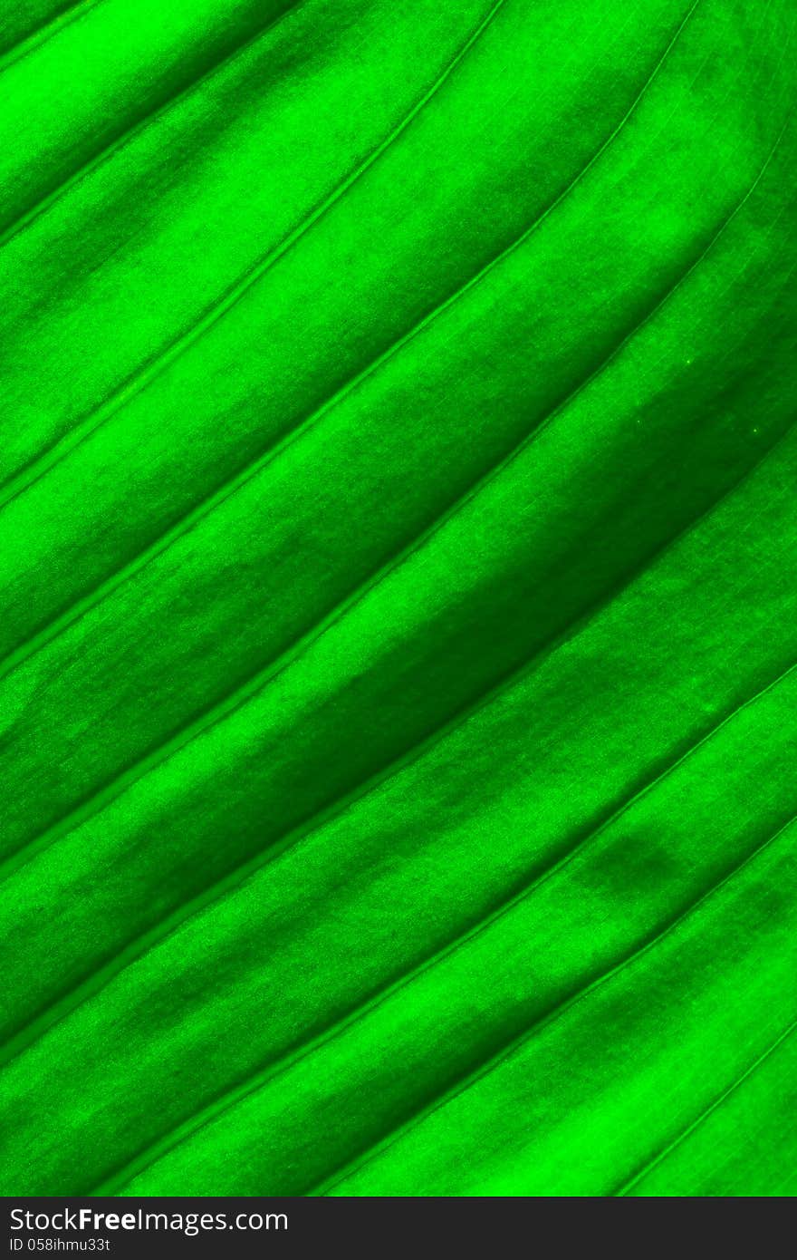 Fresh Green Leaf