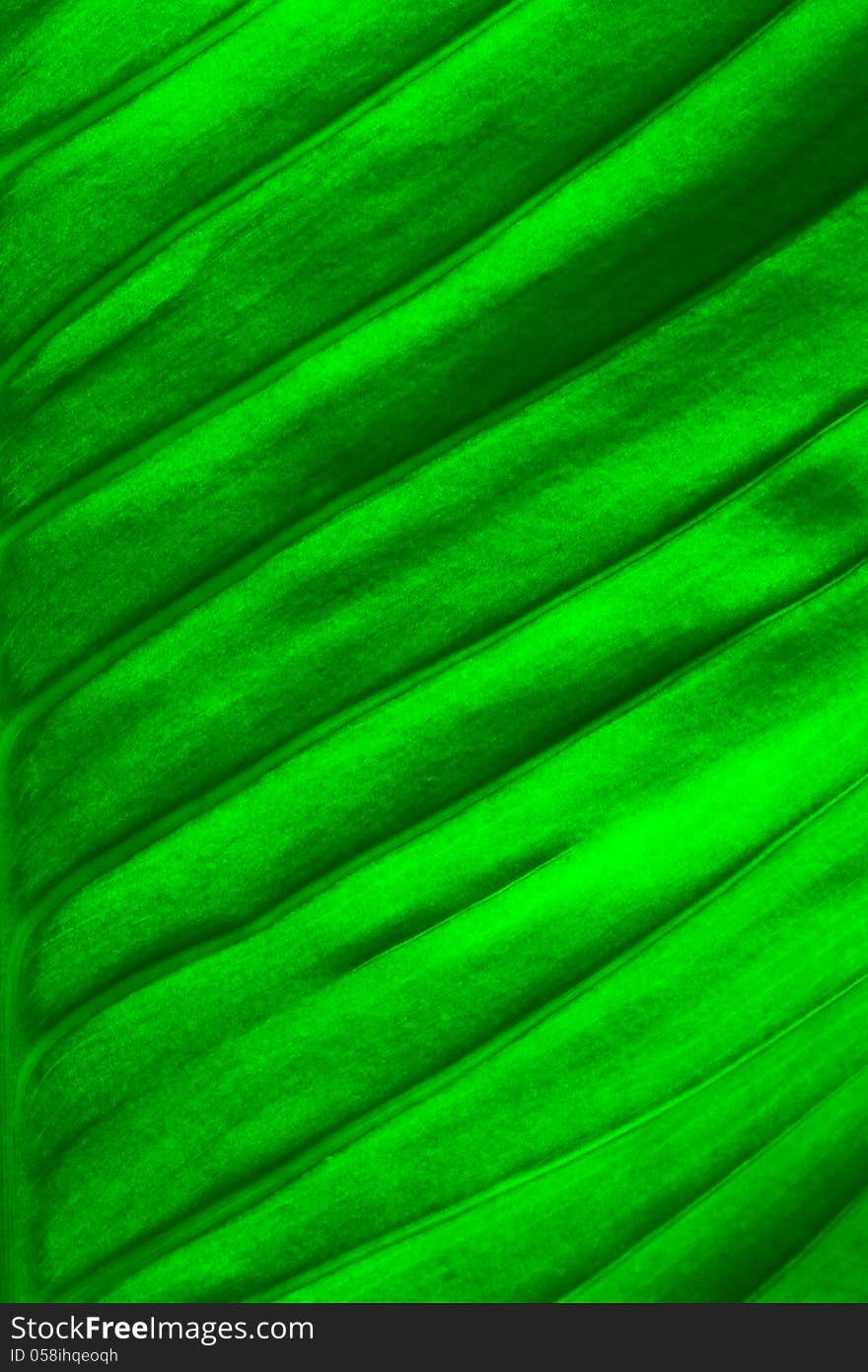 Close up view of fresh green leaf