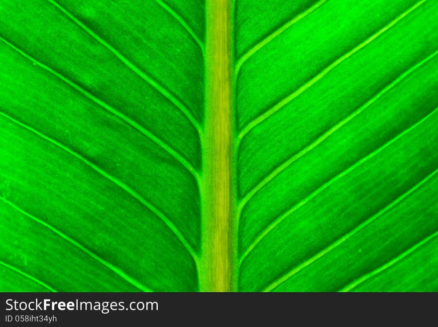 Close up view of fresh green leaf