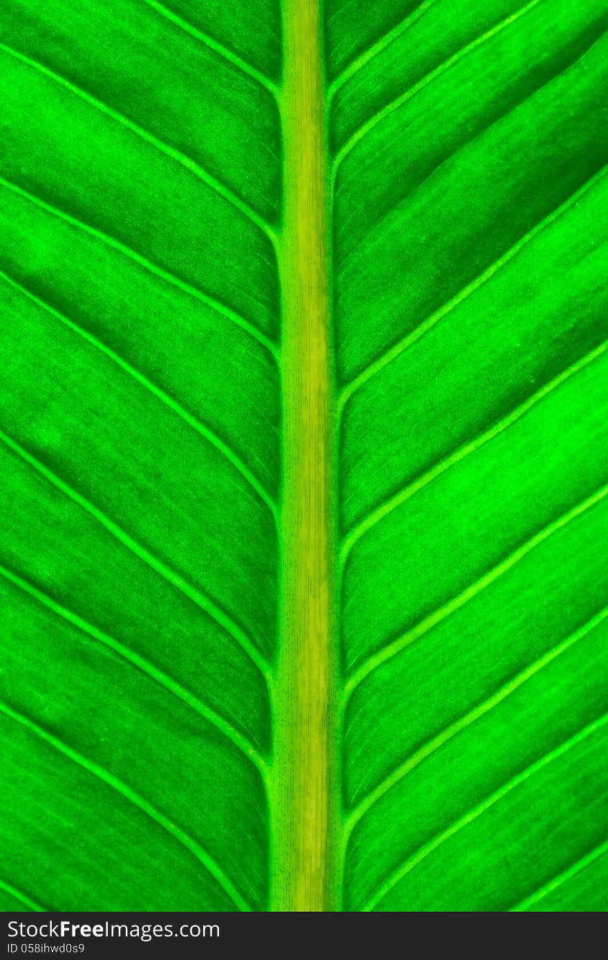 Close up view of fresh green leaf