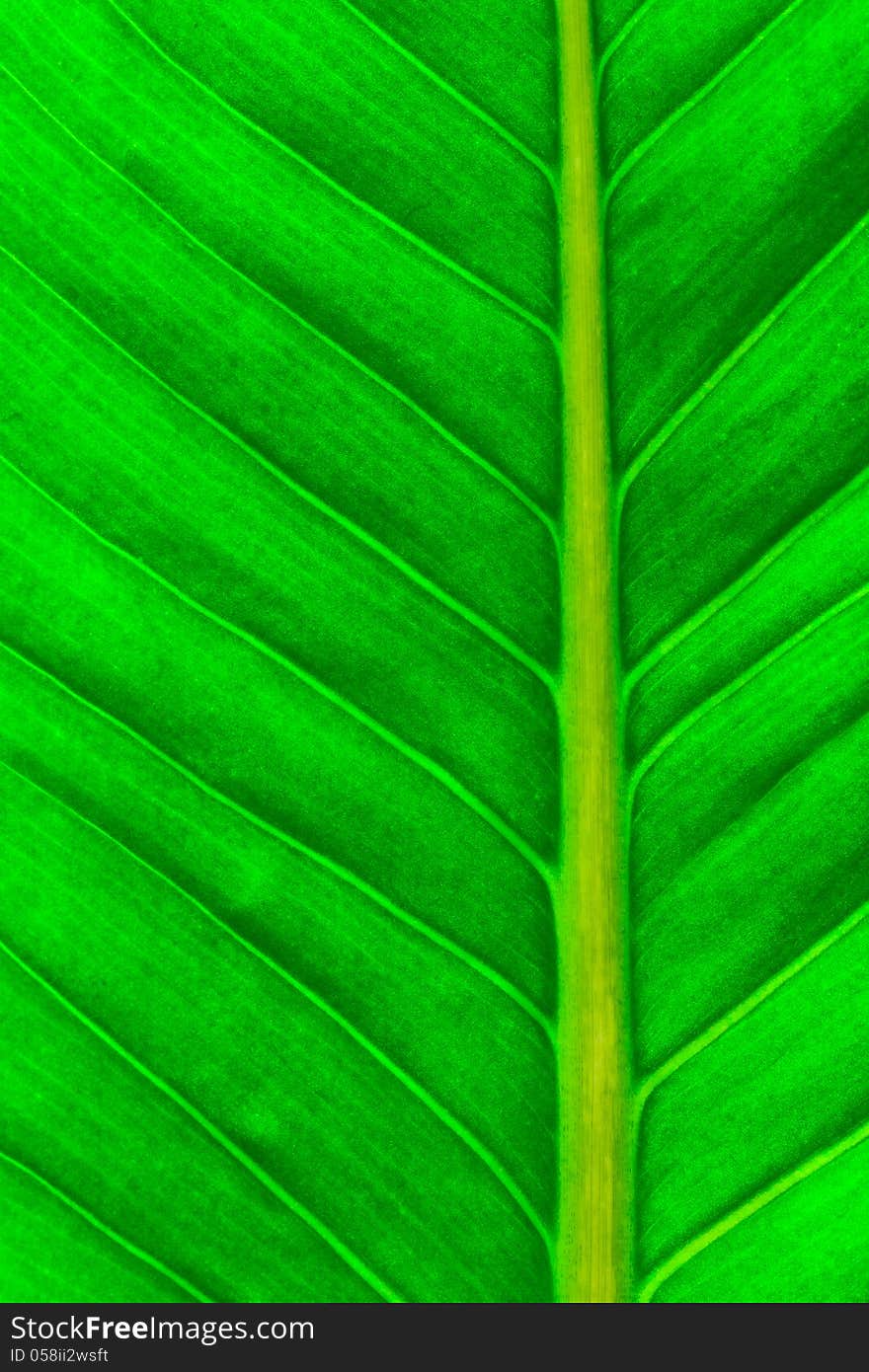 Close up view of fresh green leaf