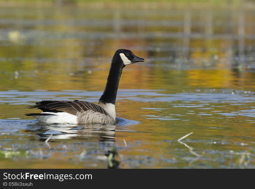 Selective focus on the goose on the tranquil lake with autumn colors from the trees reflecting on the water. Selective focus on the goose on the tranquil lake with autumn colors from the trees reflecting on the water