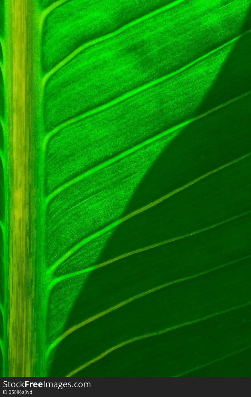 Close up view of fresh green leaf