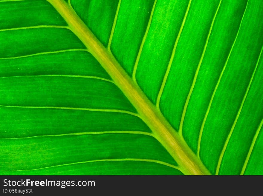 Close up view of fresh green leaf