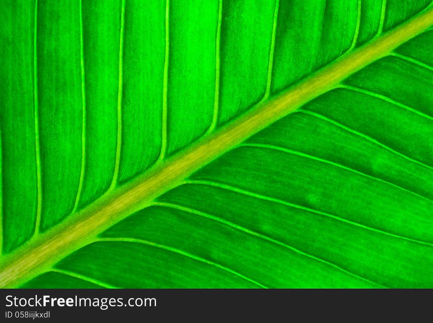 Close up view of fresh green leaf