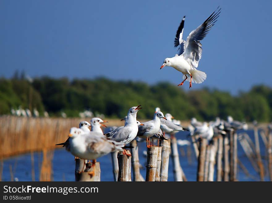 Landing Seagull along the Gulf of Thailand