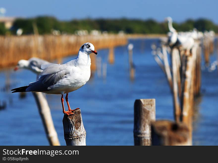 Seagull on the pole, Bangpu, Thailand