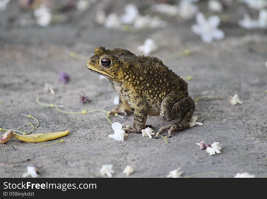 Toad