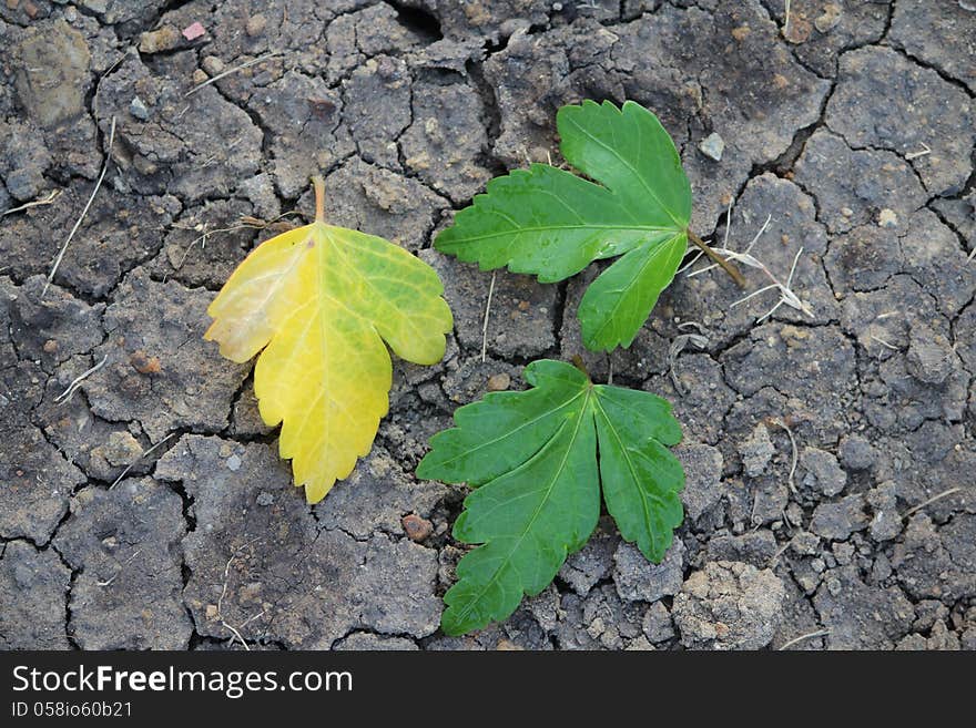 tree leaf