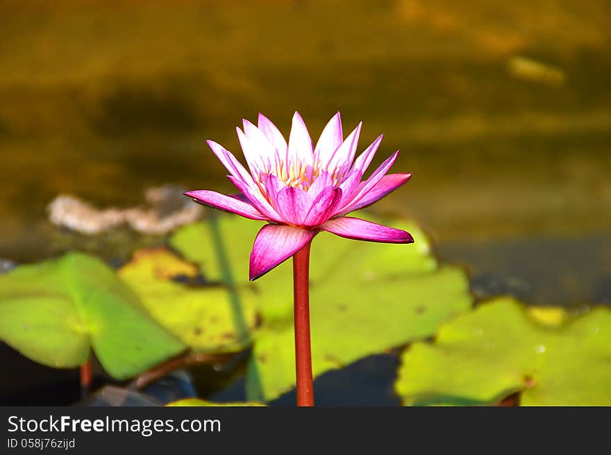 Pink lotus blooming on pond