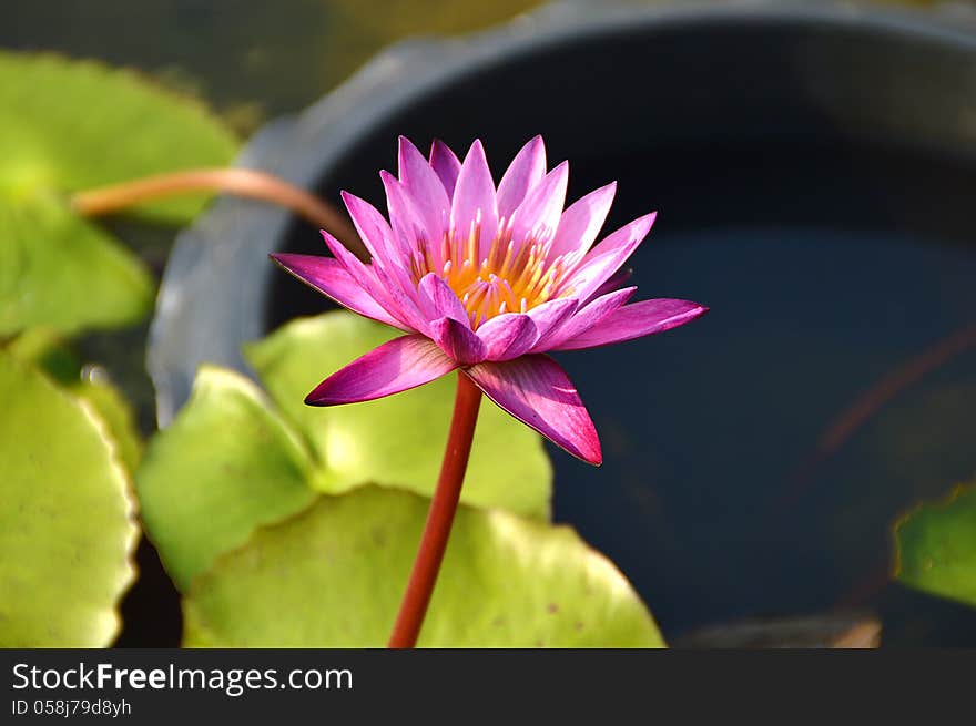 Pink lotus blossoms or water lily flowers blooming on pond. Pink lotus blossoms or water lily flowers blooming on pond