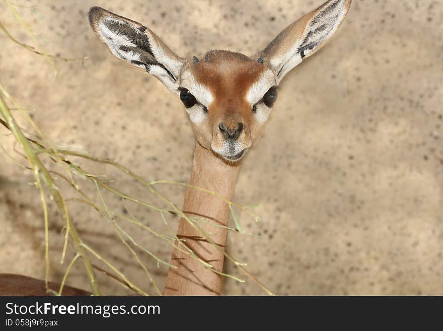 Small African Antelope Looking At Viewer. Small African Antelope Looking At Viewer