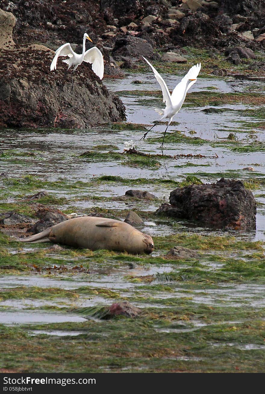 Seal Heron